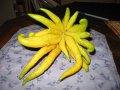 Main de Bouddha - Citrus medica var. sarcodactylis